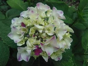 Flower Flower