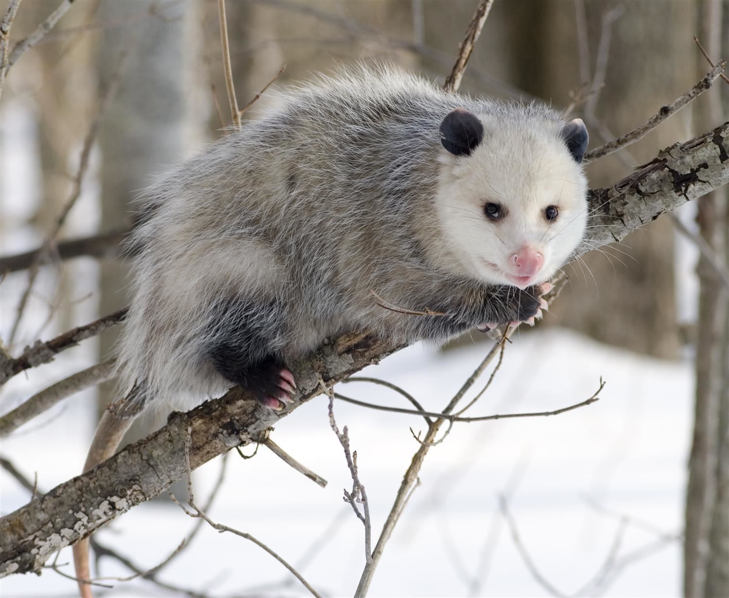 The Origin of Possums