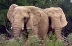 African herd 