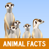 animal fact guide 