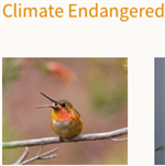 Endangered Birds 