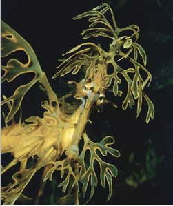 25 Worlds Weirdest Animals 