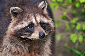 Ritta Ranger Raccoon 