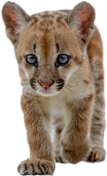 Baby Cougar
