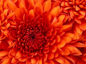 English blooms here. English blooms here.