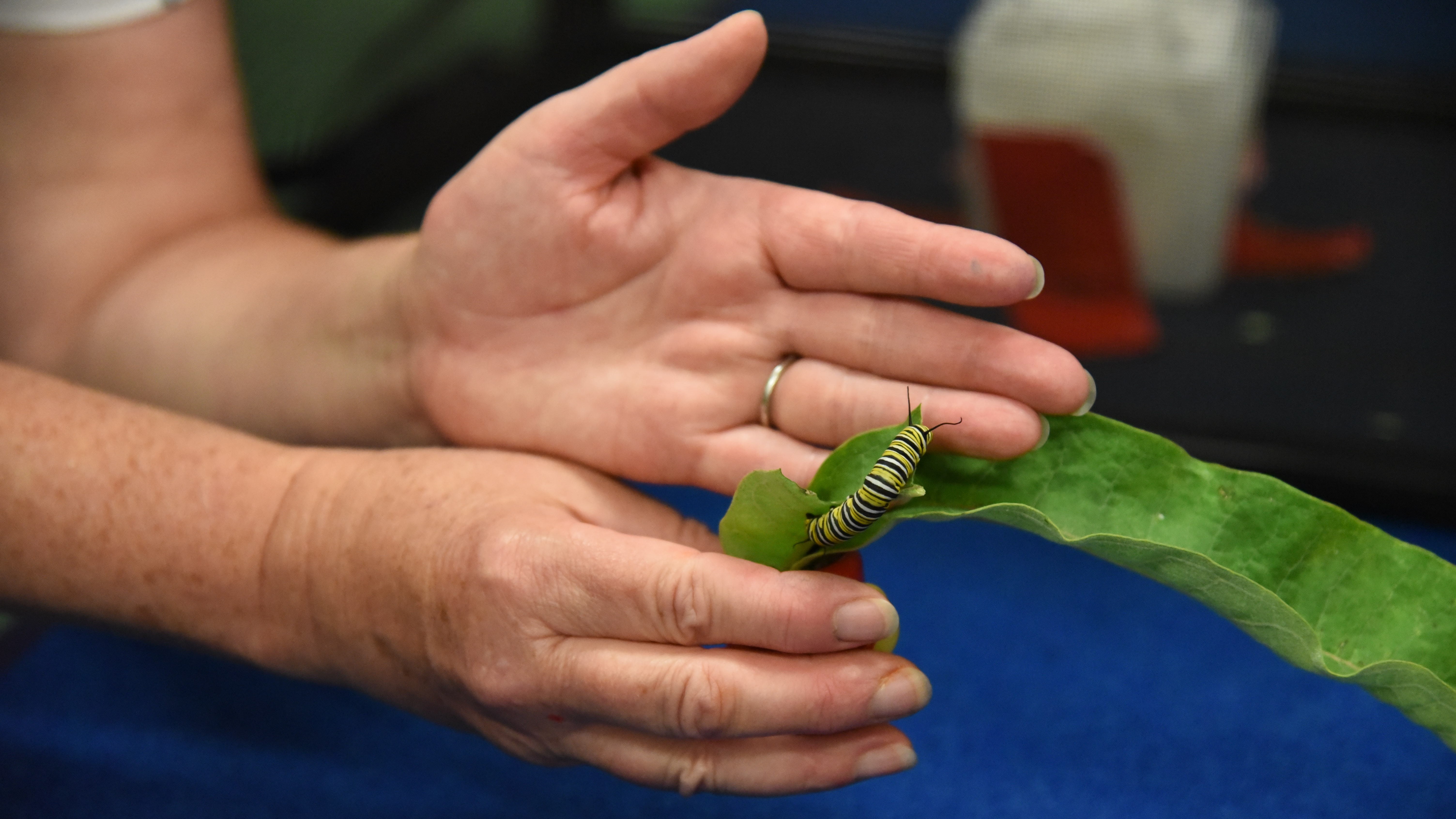 Copper Ridge Elementary teacher Natasha Patchen displays a monarch caterpillar in her class on Aug. 9, 2019. 